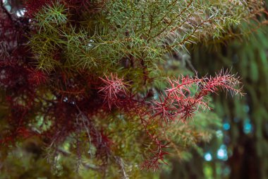 Kriptomeria japonica Japon sedir her zaman yeşil olan kırmızı yapraklar.