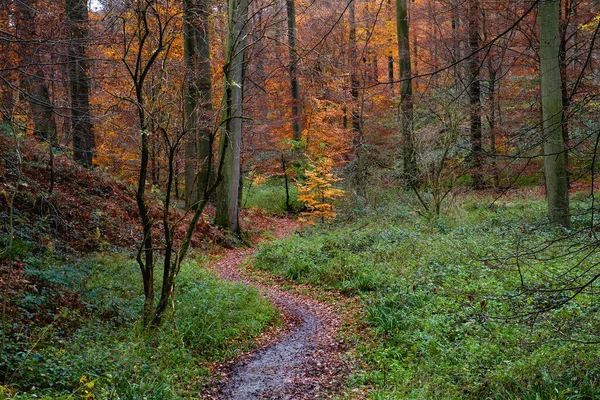 秋天落叶林中的小径 — 图库照片