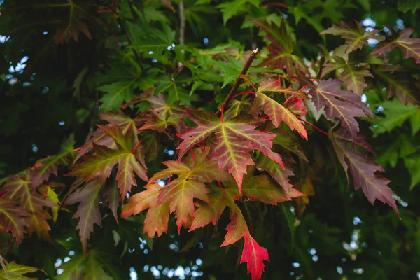 Acer Saccharinum Follaje Otoño Arce Plateado —  Fotos de Stock