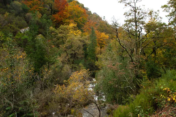Autumnal Mata Albergaria Gematigd Loofbos Gemengd Bos Peneda Geres National — Stockfoto