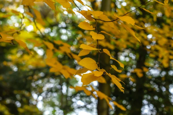 Detalle Del Carpe Europeo Carpinus Betulus Árbol Deciduo Color Amarillo —  Fotos de Stock