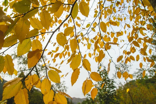Carpe Europeo Carpinus Betulus Árbol Hoja Caduca Color Amarillo Follaje —  Fotos de Stock