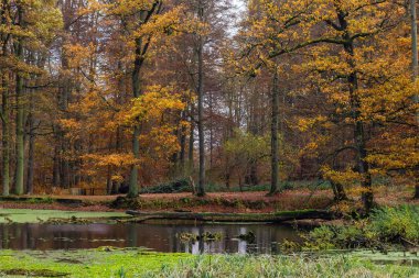 Avrupa kayın ormanlarında (Fagus sylvatica) sonbaharda renkli yaprak döken bir gölet. Sonian Ormanı, Belçika 