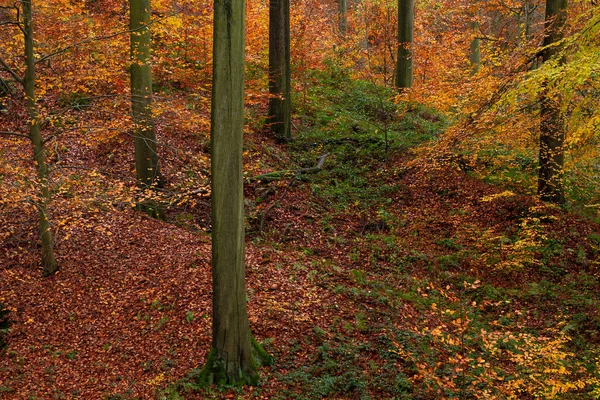 秋天的欧洲山毛榉林 Fagus Sylvatica — 图库照片