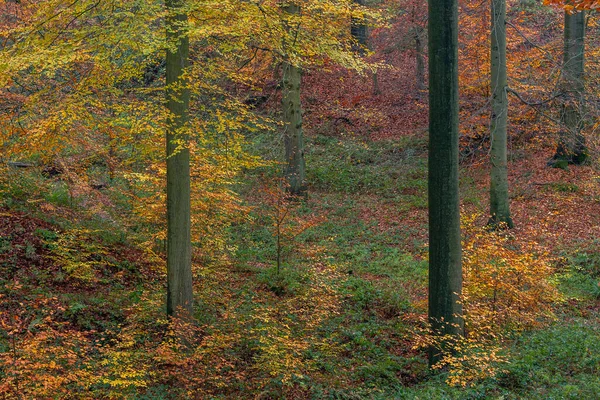 秋天的欧洲山毛榉林 Fagus Sylvatica 长有五彩缤纷的落叶 — 图库照片