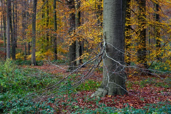 Faia Europeia Fagus Sylvatica Floresta Crescimento Antigo Com Cores Outonais — Fotografia de Stock