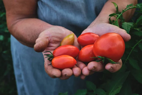 Femme Fermière Authentique Avec Des Mains Sales Altérées Tenant Une — Photo