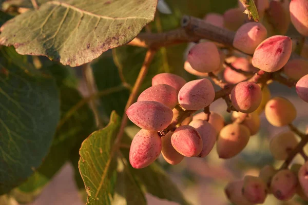 Pistacia Vera Φιστίκια Κόκκινα Ώριμα Καρύδια Κοντά — Φωτογραφία Αρχείου