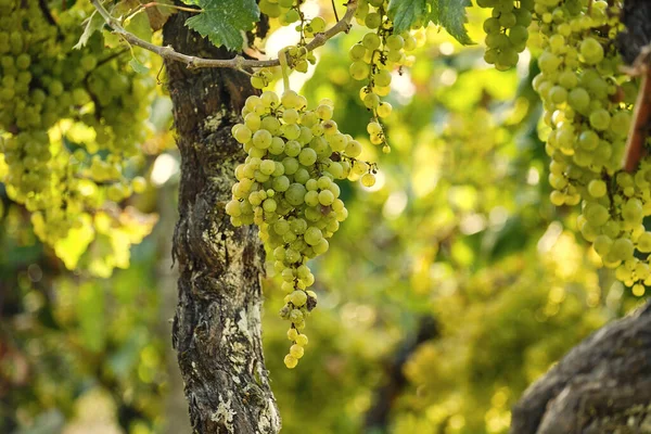 Vinrankefrukter Vitis Vinifera — Stockfoto