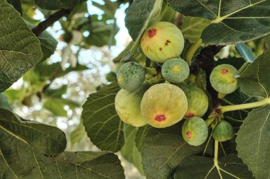 İncir yüklü Ficus carica 