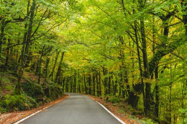 Mata da Albergaria yolu, Portekiz 'deki Peneda-Geres Ulusal Parkı' nda ılıman genişyaprak ve karışık orman.