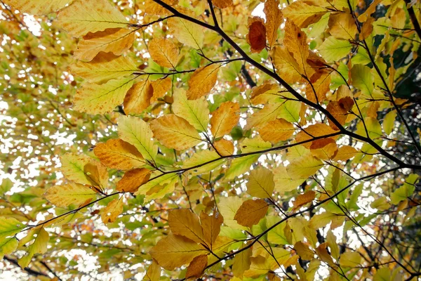 Fagus Sylvatica Buk Drzewo Jesienne Kolorowe Liści — Zdjęcie stockowe