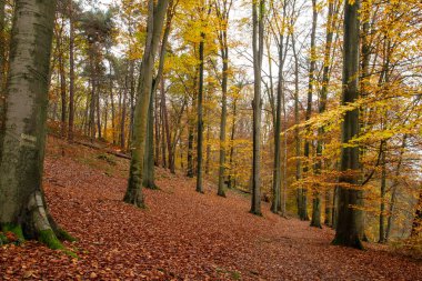 Güzel Fagus sylvatica kayın ağaçları Yaprak döken yapraklarla sonbahar ormanı