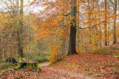 Fagus sylvatica kayın ağaçları arasında yaprakları dökülen güzel sonbahar ormanları.