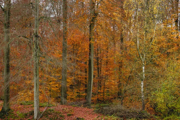 比利时索尼亚森林的桦树和山毛榉树 秋天叶色斑斓 — 图库照片