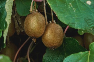 Actinidia deliciosa odunsunda kiwifruit yetişiyor, seçici odak