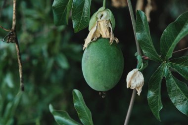 Passiflora caerulea, mavi tutku çiçeği yeşil meyve