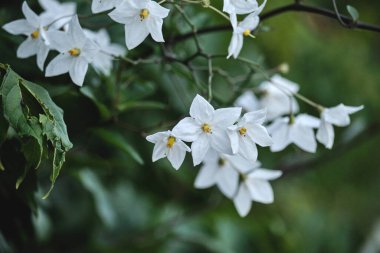 Solanum laxum yasemin itüzümü beyaz çiçekler