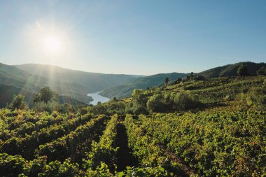 Arka planda Ribeira Sacra 'daki üzüm bağları ve Sil nehri kanyonu, Galiçya, İspanya
