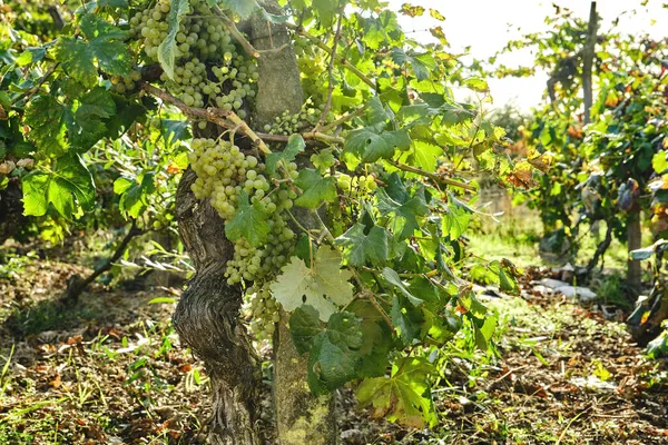 Winnica Produkująca Wino Dojrzałymi Owocami Winorośli — Zdjęcie stockowe