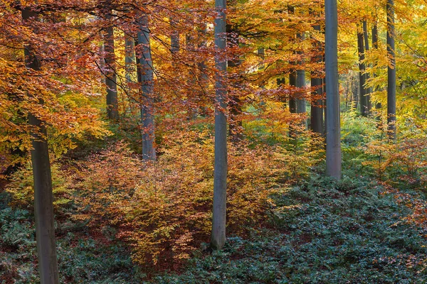 秋季Sonian森林中山毛榉树 Fagus Sylvatica 的旧生林分 — 图库照片