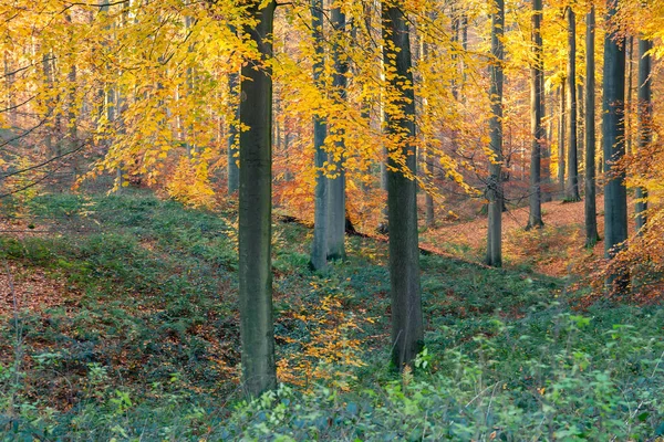 秋季森林中山毛榉树 Fagus Sylvatica 的旧生林分 — 图库照片