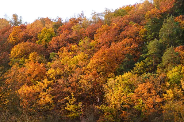 Смешанные Леса Лиственными Деревьями Загорелые Цвета Листвы Осенью — стоковое фото