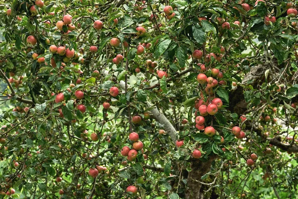 Jabłoń Malus Domestica Obciążona Czerwonymi Dojrzałymi Owocami — Zdjęcie stockowe