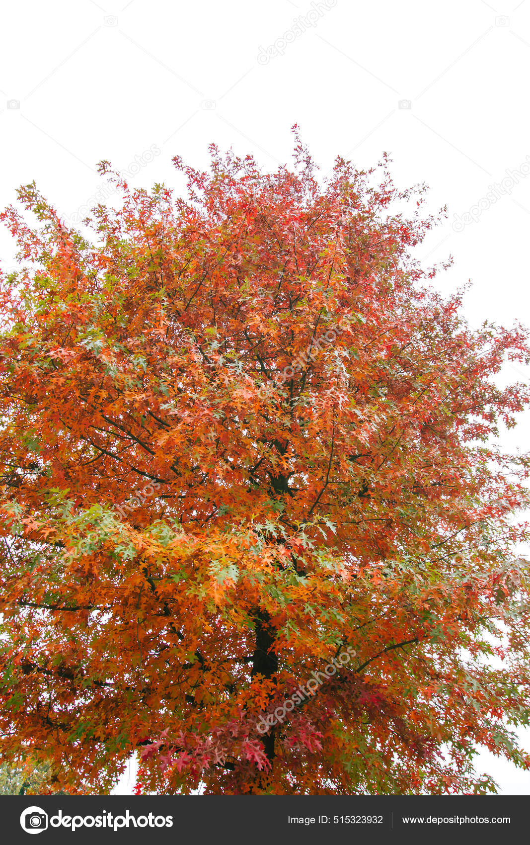 Quercus Palustris Pin Oak Tree Typical Autumnal Colorful Deciduous