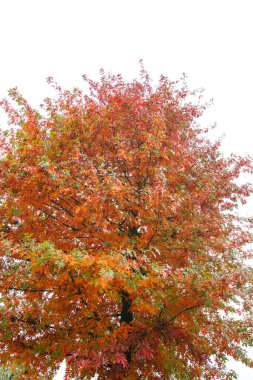Quercus palustris iğnesi meşe ağacı tipik sonbahar renkli yapraklı yapraklar.
