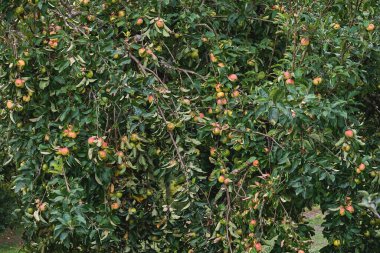Elma ağacı (malus domestica) meyvelerle dolu
