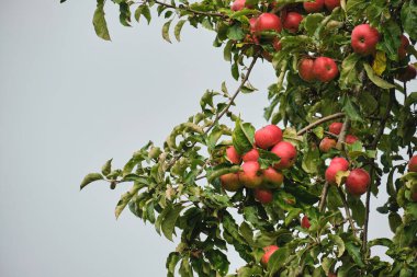 Elma ağacı (malus domestica) olgun kırmızı meyvelerle dolu