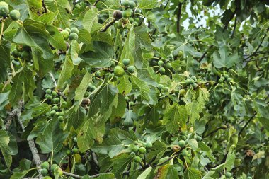 İncir ağacı (Ficus carica) olgunlaşmamış yeşil meyvelerle karaya çıkar 