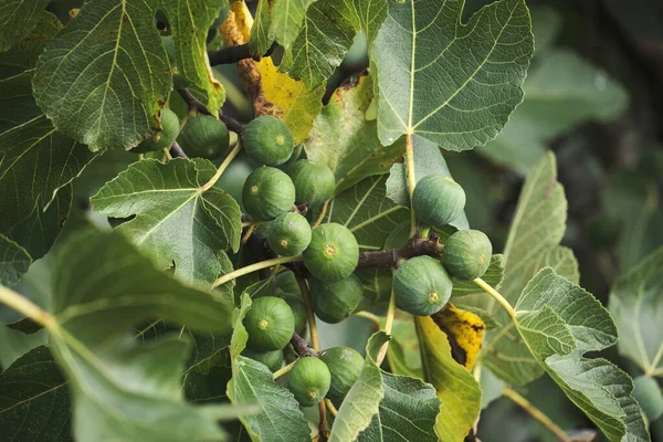Σύκο Δέντρο Ficus Carica Lande Ανώριμα Πράσινα Φρούτα — Φωτογραφία Αρχείου