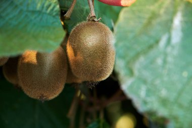 Actinidia deliciosa odunsunda yetişen kiwifruit, seçici odak 