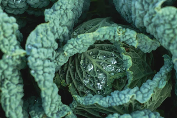 Blattsalat Oder Grünkohl Wachsen Gemüsegarten Mit Tautropfen — Stockfoto