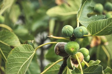 İncir ağacı (Ficus carica) olgunlaşmamış yeşil meyveler