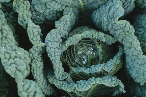 Blattsalat Oder Grünkohl Gemüsegarten — Stockfoto
