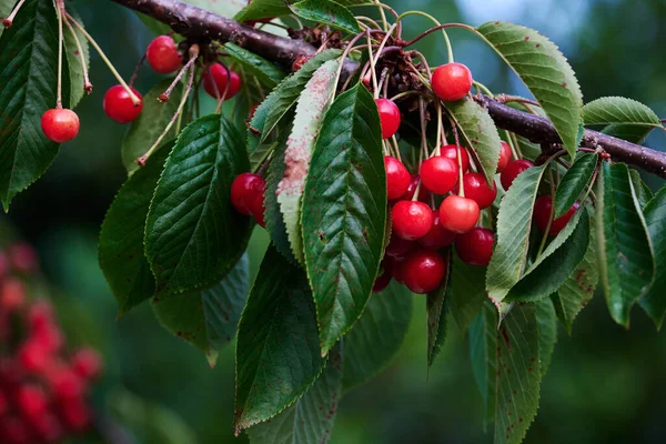 Prunus Cerasus Kwaśne Wiśnie Dojrzewające Czerwone Owoce — Zdjęcie stockowe