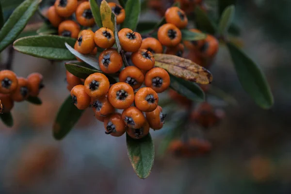 Pyracantha Coccinea Pomarańczowe Pomy Cierniowe — Zdjęcie stockowe