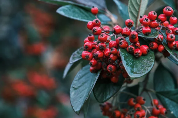 Cotoneaster Coriaceus Dísznövény Vörös Gyümölcsökkel Sötétzöld Lombozattal — Stock Fotó