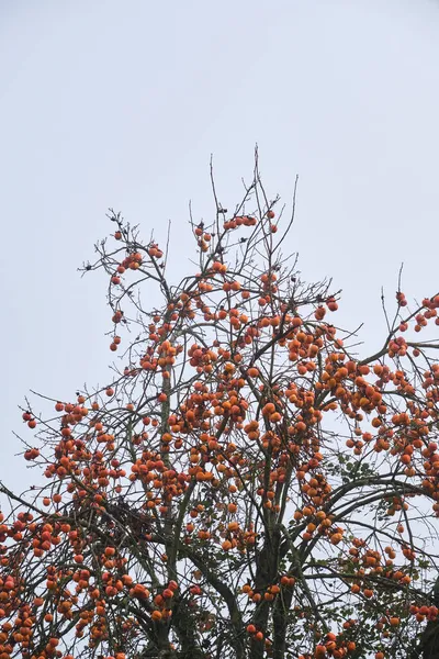 Diospyros Kaki Strom Naložený Persimmon Zralé Plody — Stock fotografie