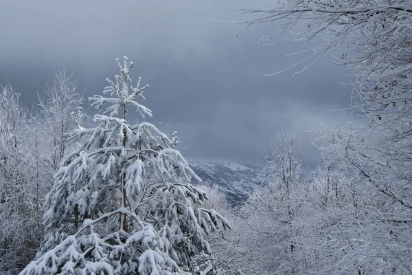 Frostschnee Auf Den Bäumen Nach Einem Schneesturm — Stockfoto
