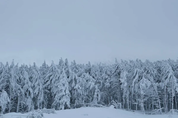 Sapins Après Une Tempête Neige Dans Les Montagnes — Photo