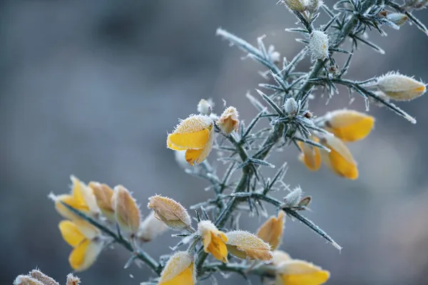 Деталь Звичайної Ущелини Ulex Europaeus Жовта Квітка Покрита Матовою Росою — стокове фото