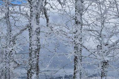 Kışın çırılçıplak dalları olan yapraklı ağaçlar karla kaplı. 