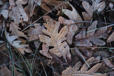 Pyrenean meşesi (Quercus pyrenaica) yaprakları üzerinde stoklama, kış doğa arka planı 