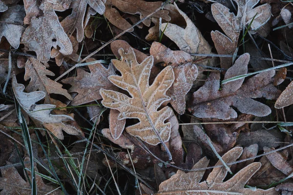 Hoarfrost Quercia Pirenaica Quercus Pyrenaica Foglie Cadute Sfondo Naturale Invernale — Foto Stock