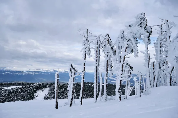 Beschädigte Bäume Nach Schneesturm Berg — Stockfoto