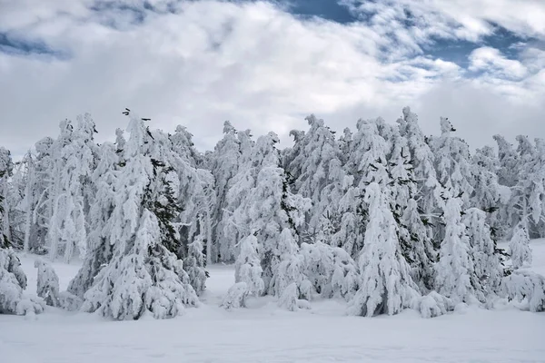 Immergrüne Bäume Nach Einem Schneesturm Den Bergen Mit Gefrorenem Schnee — Stockfoto